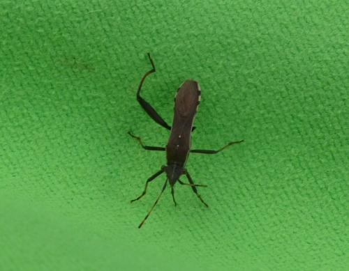 Réf. 275 880 : Camptopus lateralis